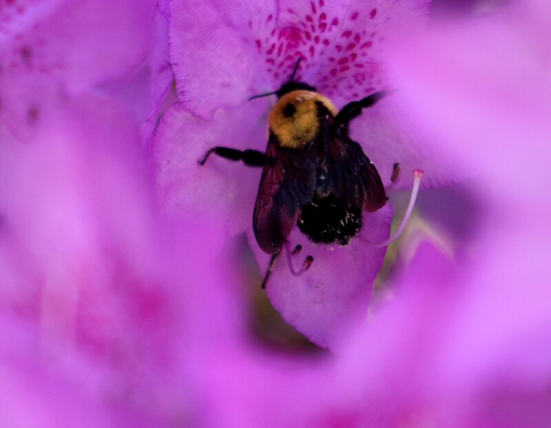 Bumblebee on Flower — Purple, Calm