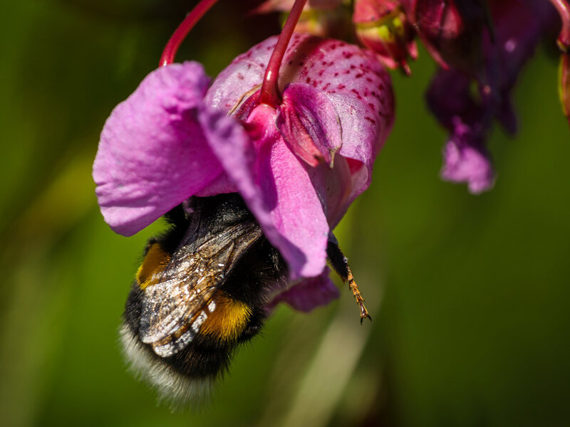 Bumblebee on Flower — Purple, Natural