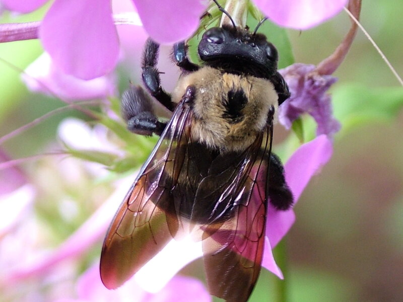 Bumblebee on Flower — Purple