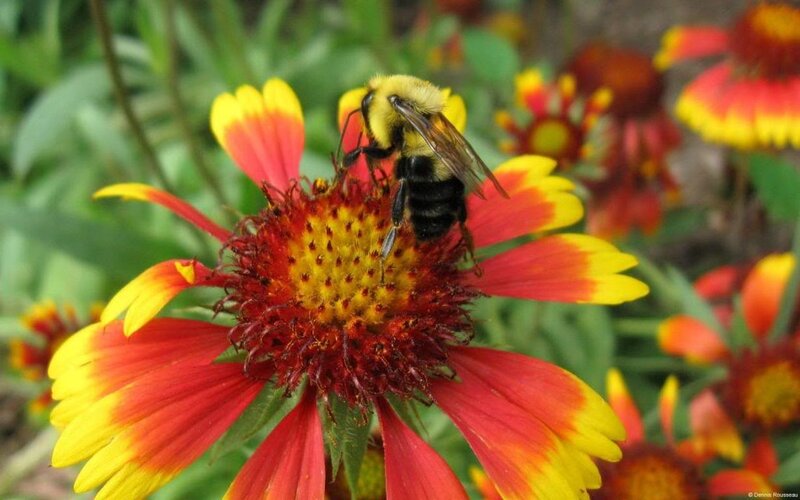 Bumblebee on Flower — Red