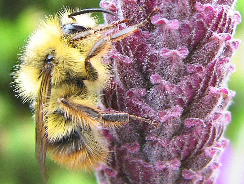Bumblebee on Flower