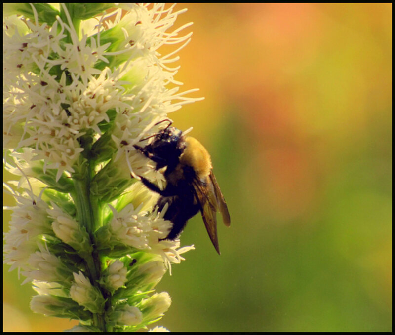 Bumblebee on Flower — White