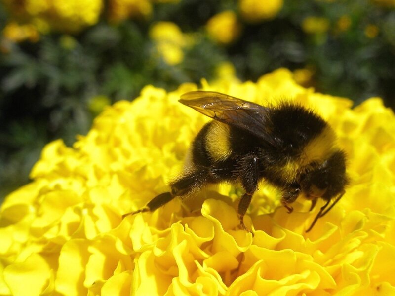 Bumblebee on Flower — Yellow, Calm, Afternoon, Photograph