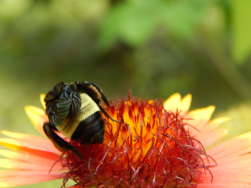 Bumblebee on Flower — Yellow, Calm, Afternoon