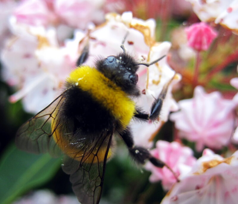 Bumblebee on Flower — Yellow, Calm