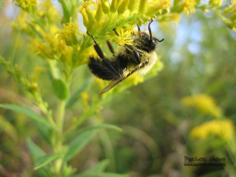 Bumblebee on Flower — Yellow, Natural