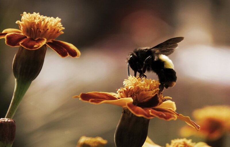 Bumblebee on Flower — Yellow, Serene