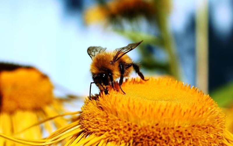 Bumblebee on Flower — Yellow