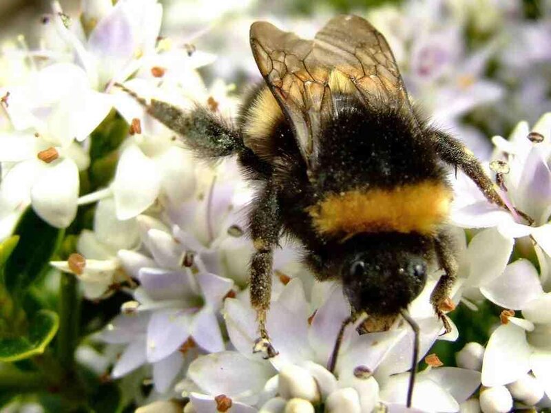 Bumblebee on Flowers — Black, Calm