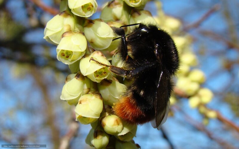 Bumblebee on Flowers — Black