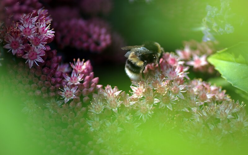 Bumblebee on Flowers — Green, Calm