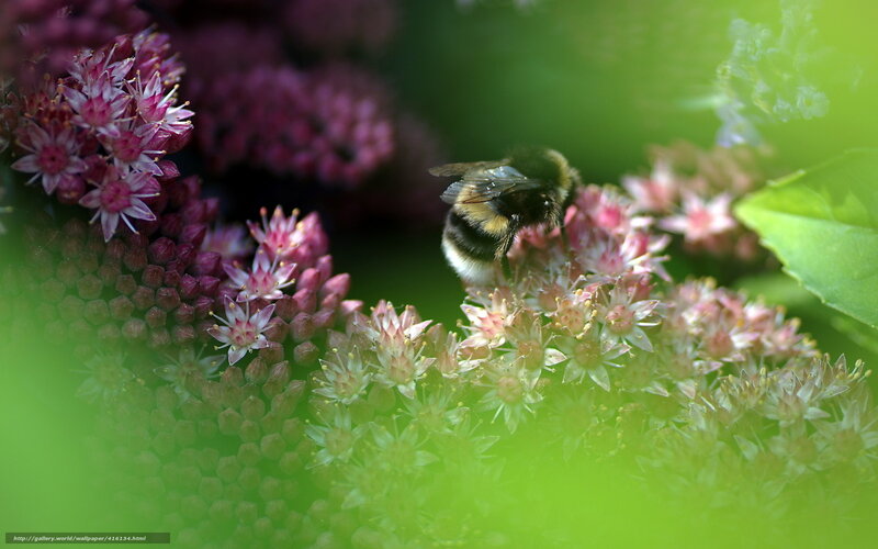 Bumblebee on Flowers — Green, Natural