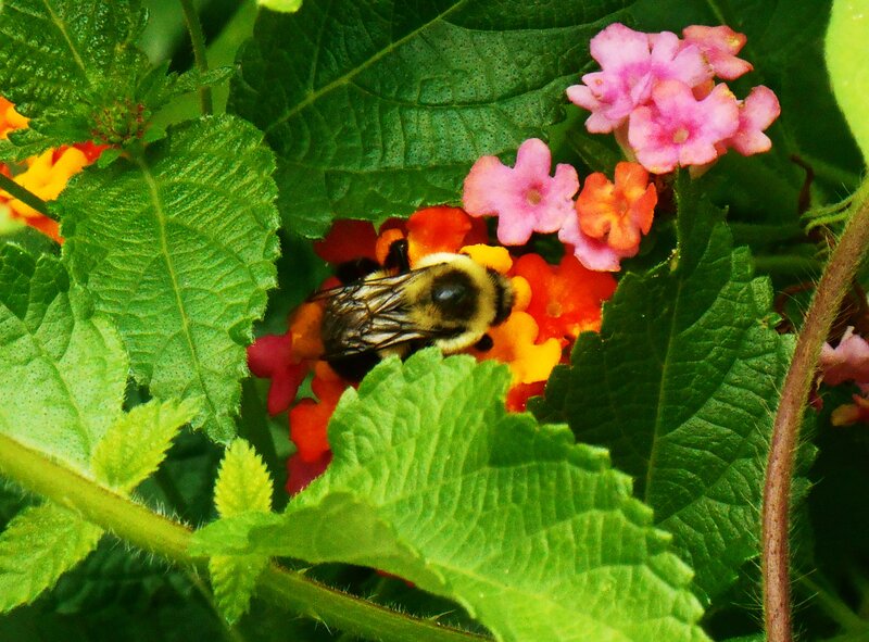 Bumblebee on Flowers — Green