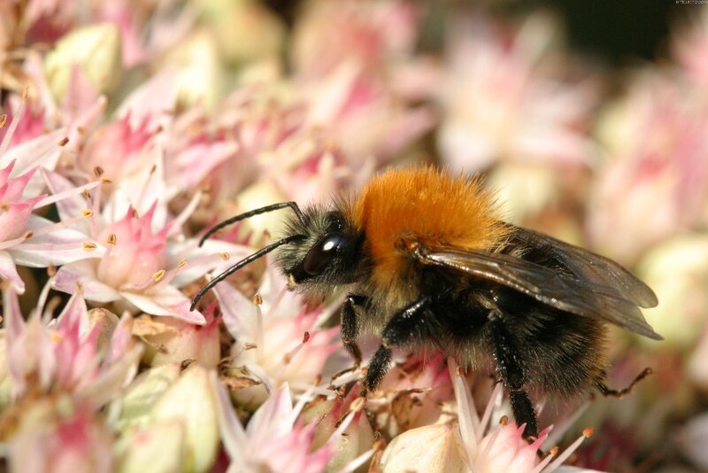 Bumblebee on Flowers