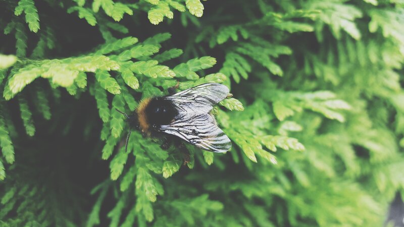 Bumblebee on Foliage