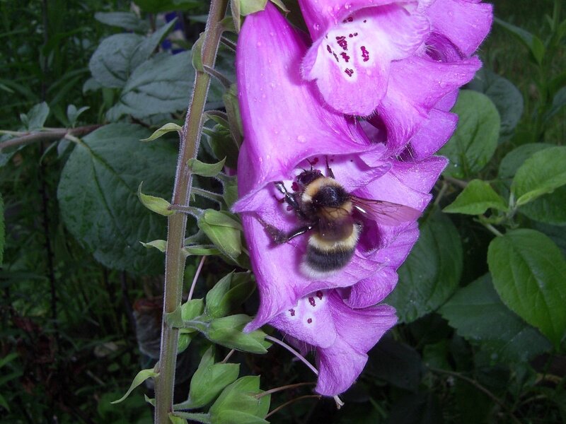 Bumblebee on Foxglove