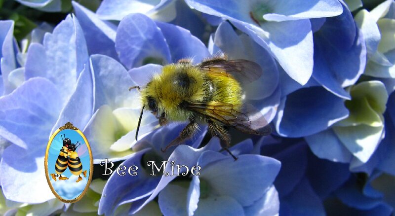 Bumblebee on Hydrangea