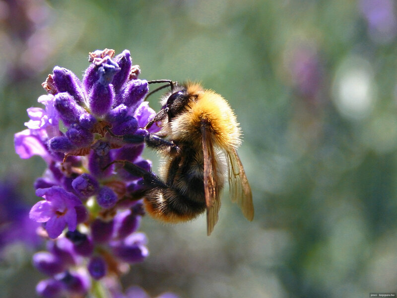 Bumblebee on Lavender — Purple, Calm, Afternoon