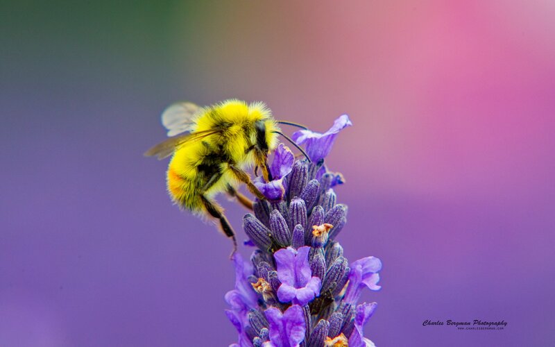 Bumblebee on Lavender — Purple, Calm, Photograph