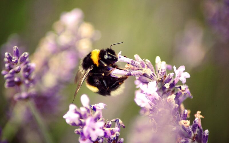Bumblebee on Lavender — Purple, Calm