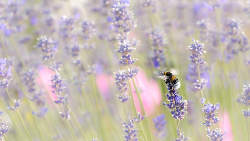 Bumblebee on Lavender — Purple, Serene