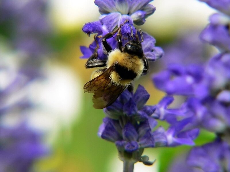 Bumblebee on Lavender — Purple