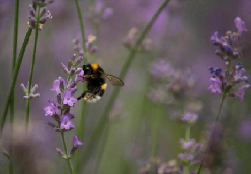 Bumblebee on Lavender