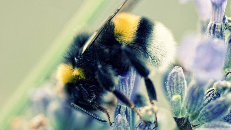 Bumblebee on Lavender — Yellow