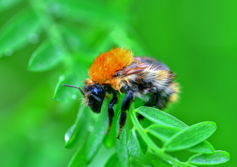 Bumblebee on Leaf — Green, Natural