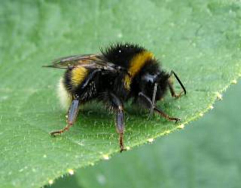 Bumblebee on Leaf