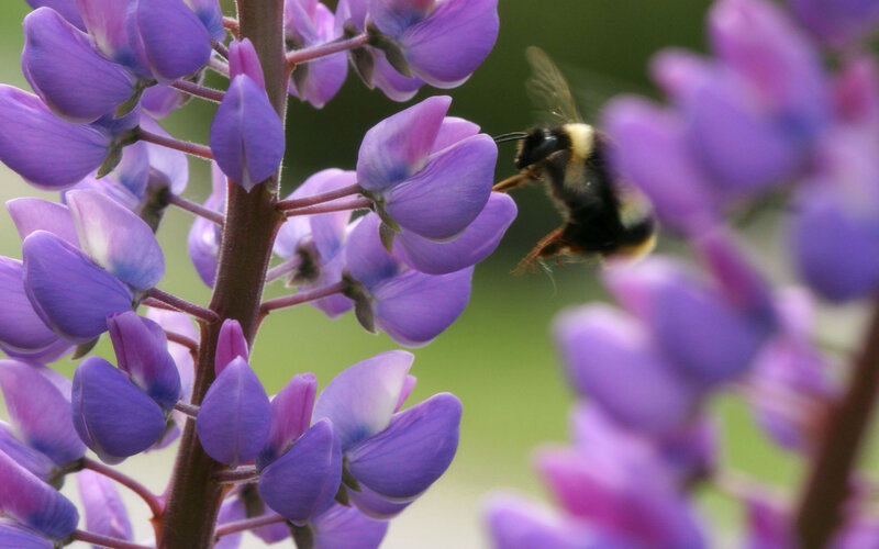 Bumblebee on Lupine Flower