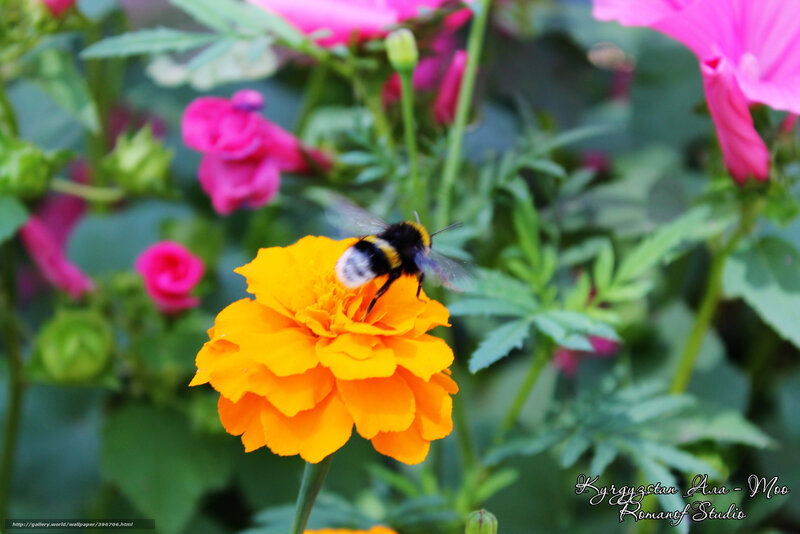 Bumblebee on Marigold — Orange