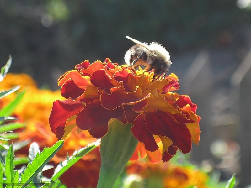 Bumblebee on Marigold — Red
