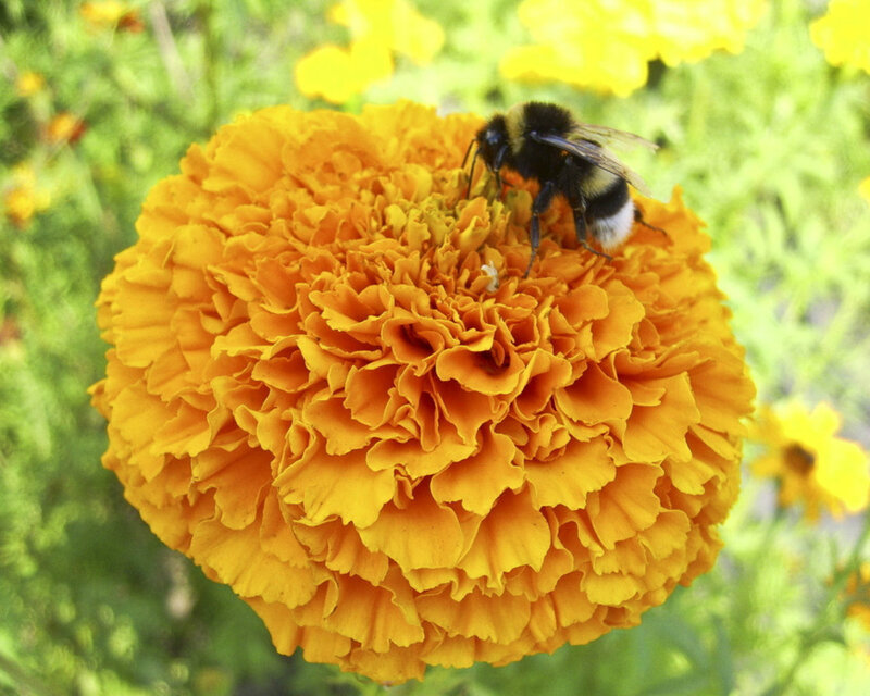Bumblebee on Marigold — Yellow