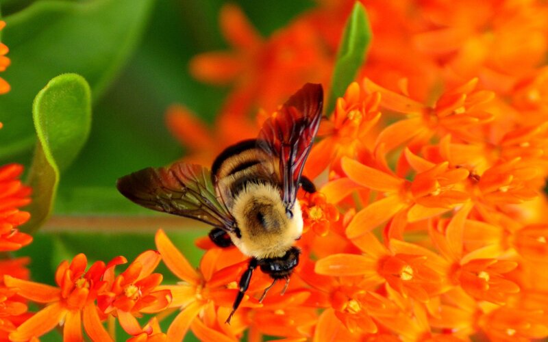 Bumblebee on Orange Flower — Natural