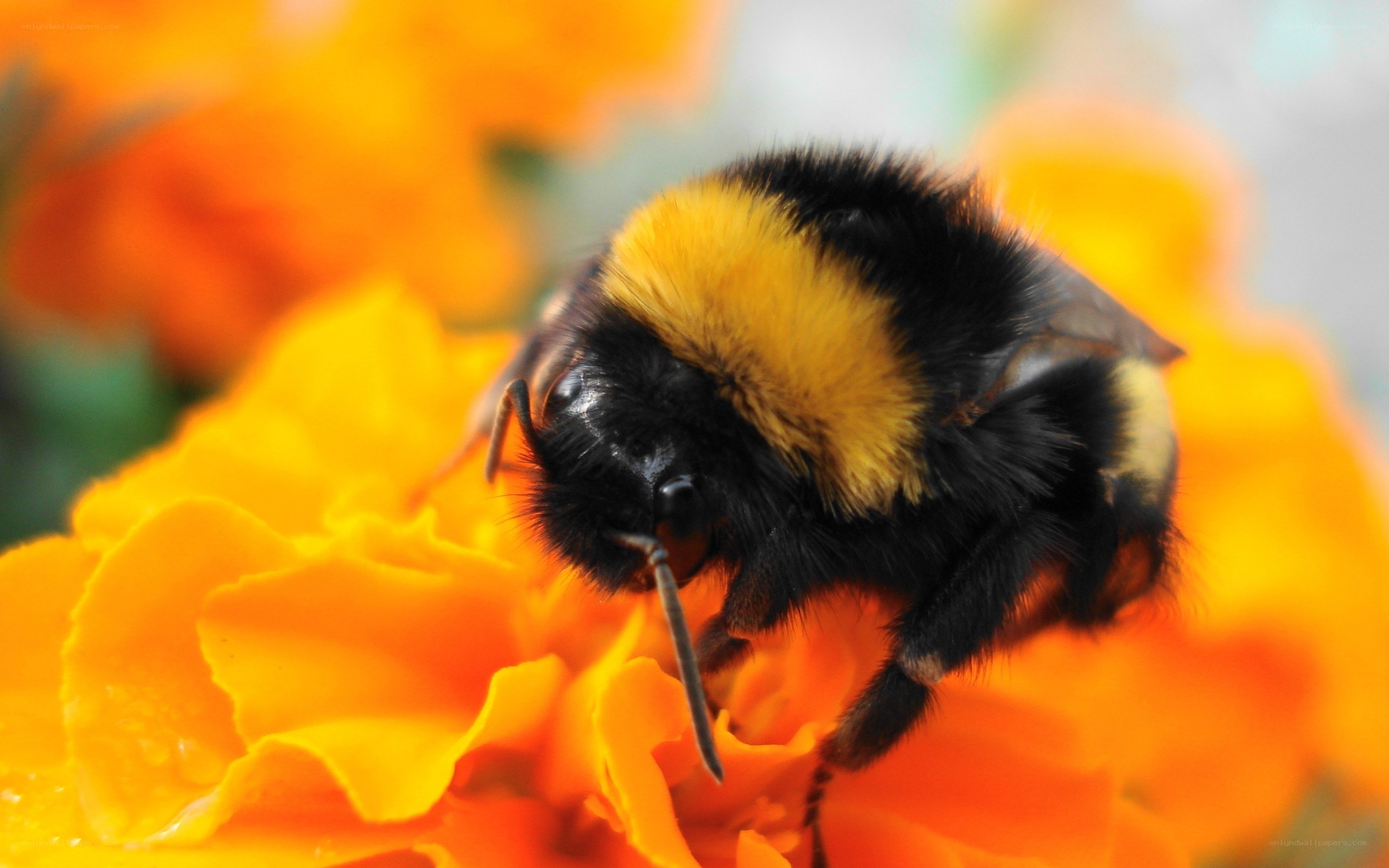 Bumblebee on orange flower