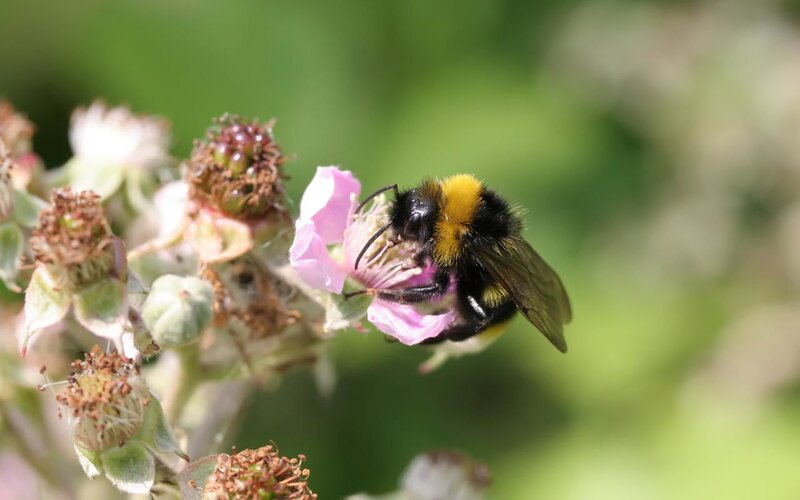 Bumblebee on Pink Flower — Calm, Afternoon, Photograph, Plant