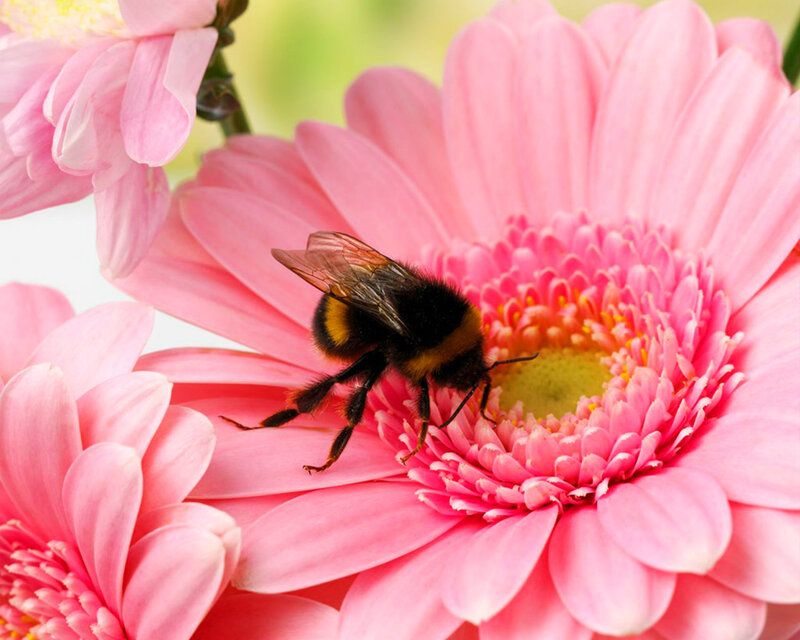 Bumblebee on Pink Flower — Calm, Afternoon