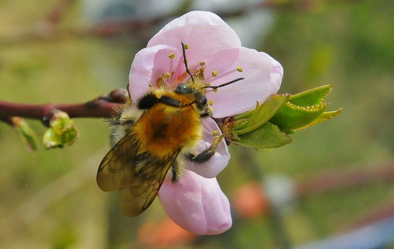 Bumblebee on Pink Flower — Calm, Spring, Photograph, Branch