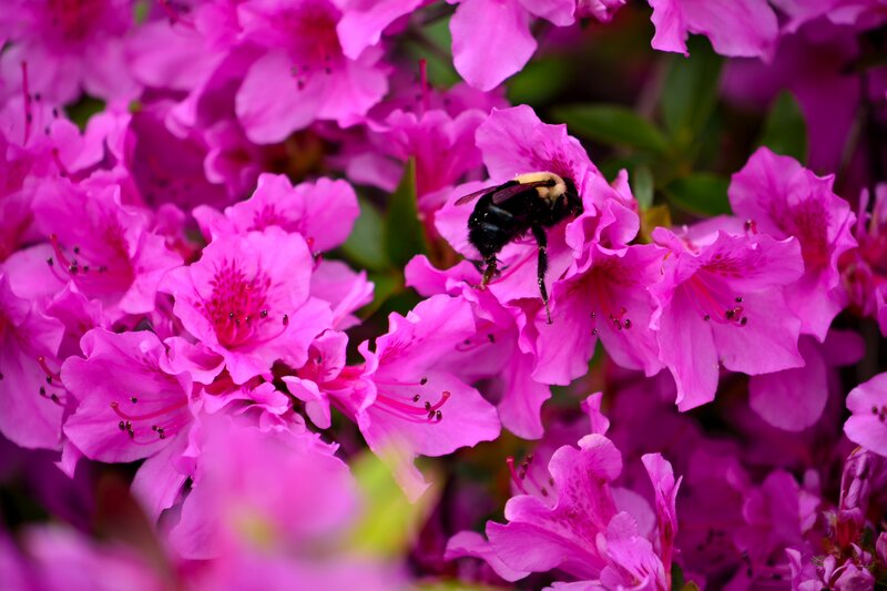 Bumblebee on Pink Flower — Calm, Spring, Photograph