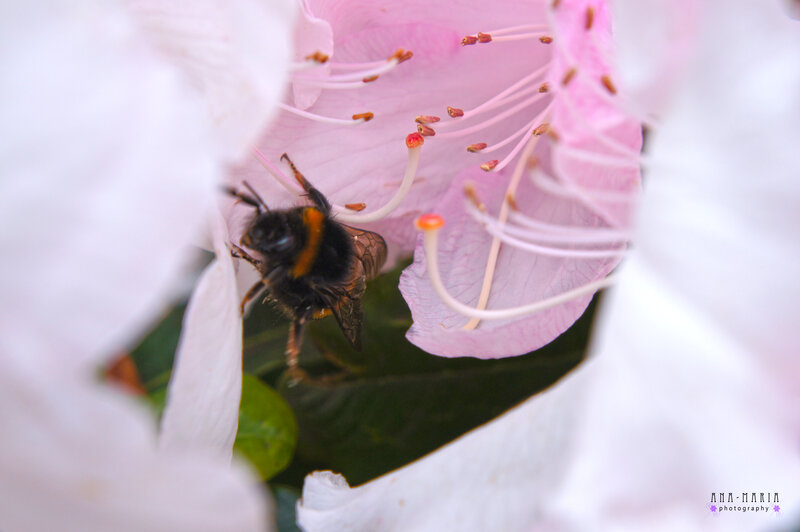 Bumblebee on Pink Flower — Calm, Spring