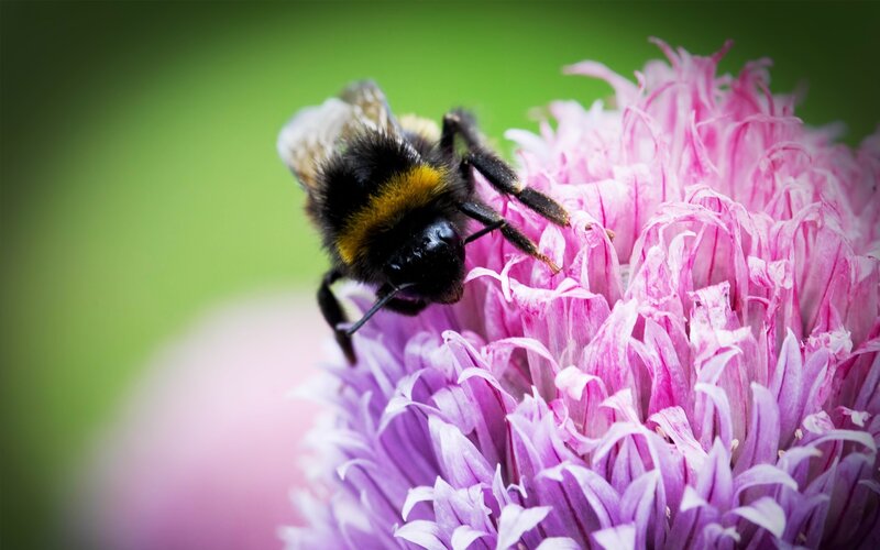 Bumblebee on Pink Flower — Calm, Summer, Photograph