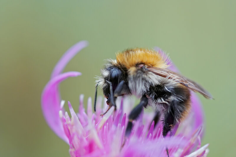 Bumblebee on Pink Flower — Calm, Summer