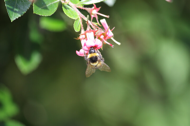 Bumblebee on Pink Flower — Calm