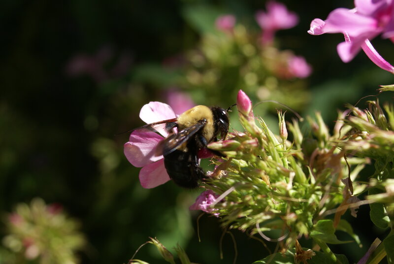 Bumblebee on Pink Flower — Natural, Afternoon