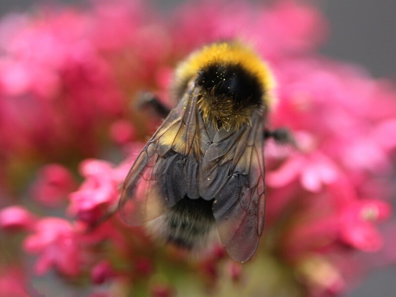 Bumblebee on Pink Flower — Natural