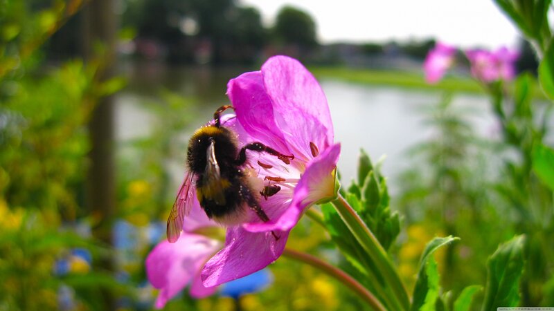Bumblebee on Pink Flower — Serene
