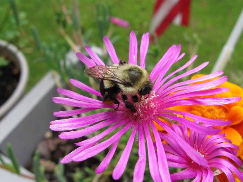 Bumblebee on Pink Flower