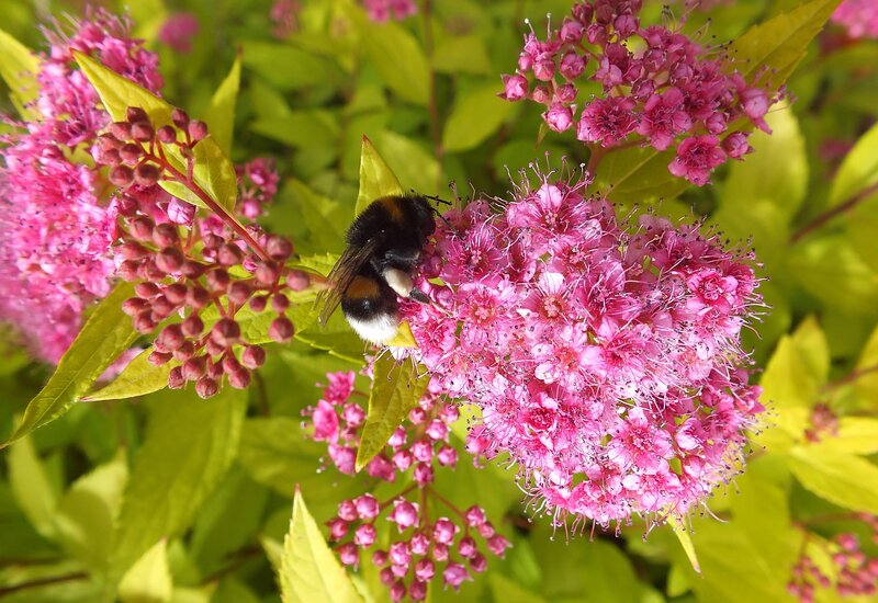 Bumblebee on Pink Flowers — Calm, Afternoon