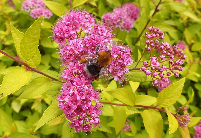 Bumblebee on Pink Flowers — Calm, Summer